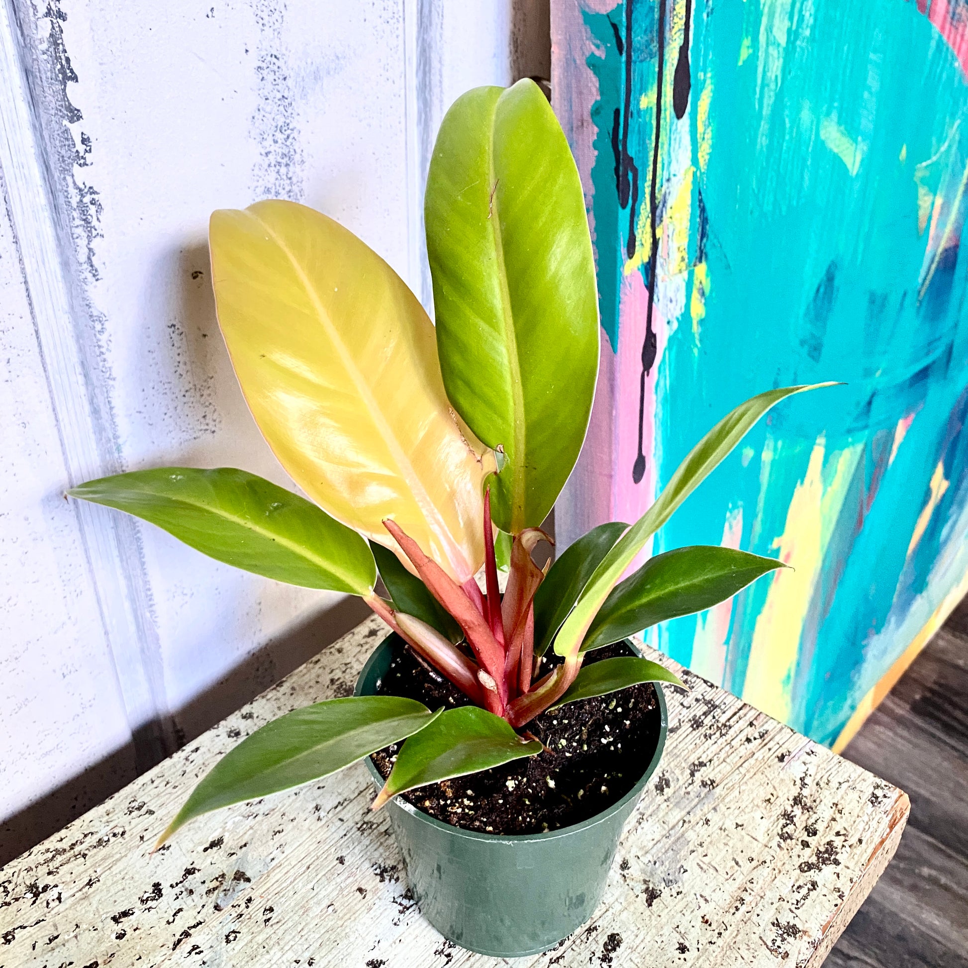 houseplant with orange leaves