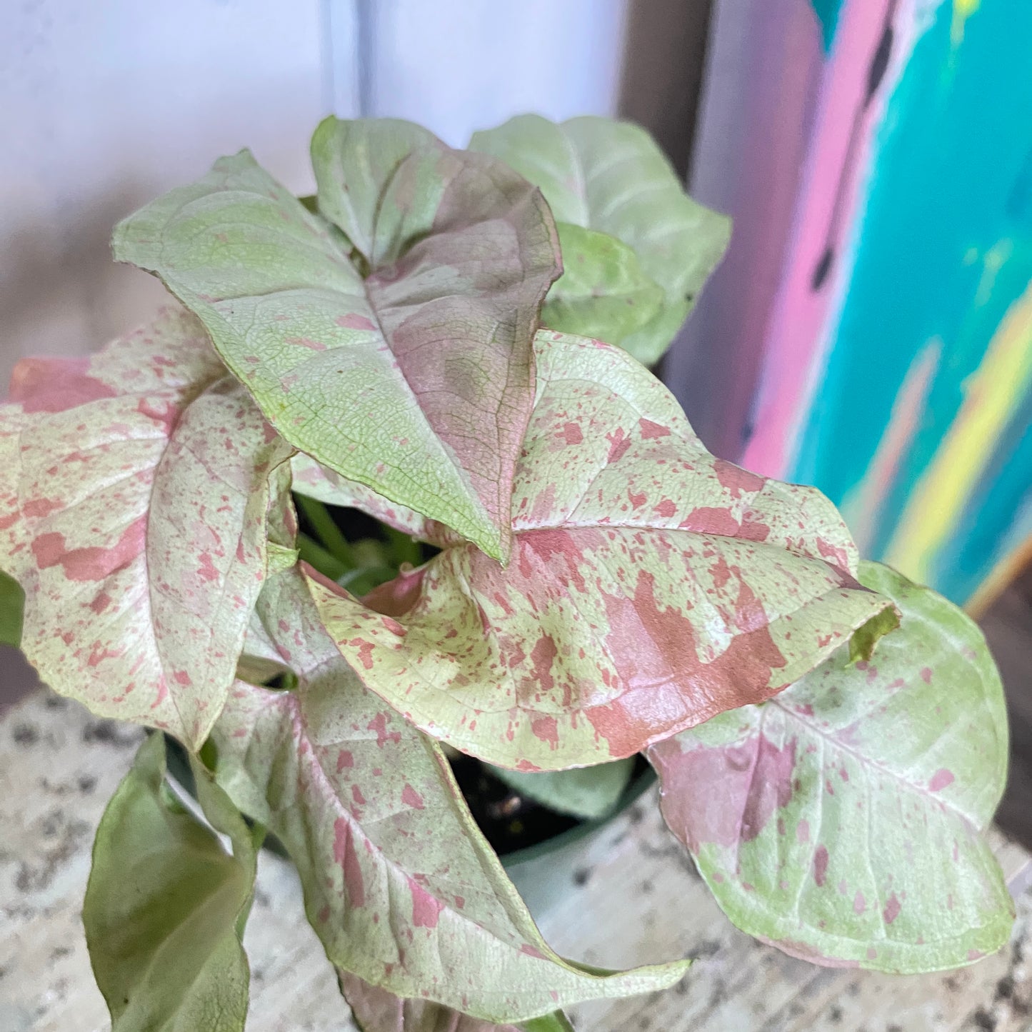 Variegated green and pink leaves of a houseplant with a blurred background