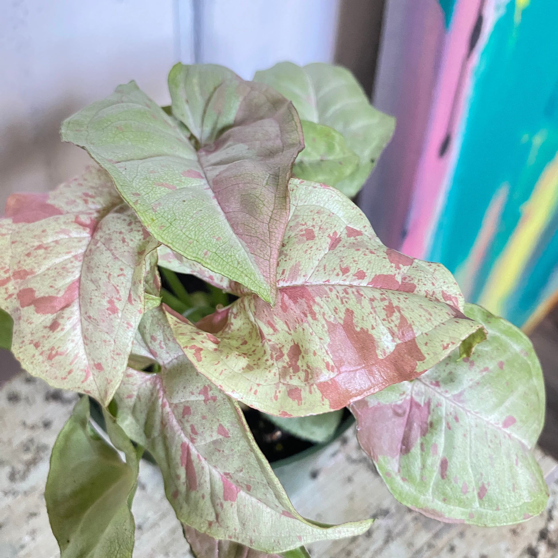 Variegated green and pink leaves of a houseplant with a blurred background