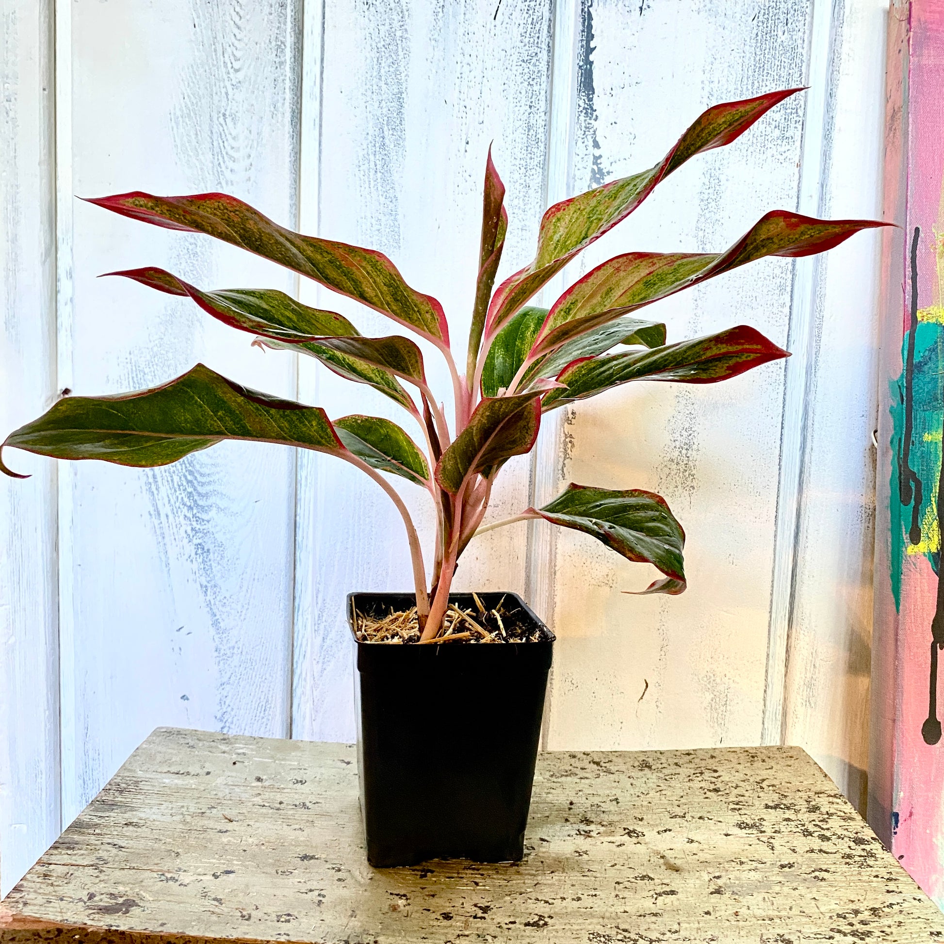 Potted plant with red and green leaves on a wooden surface with a white wooden panel background.