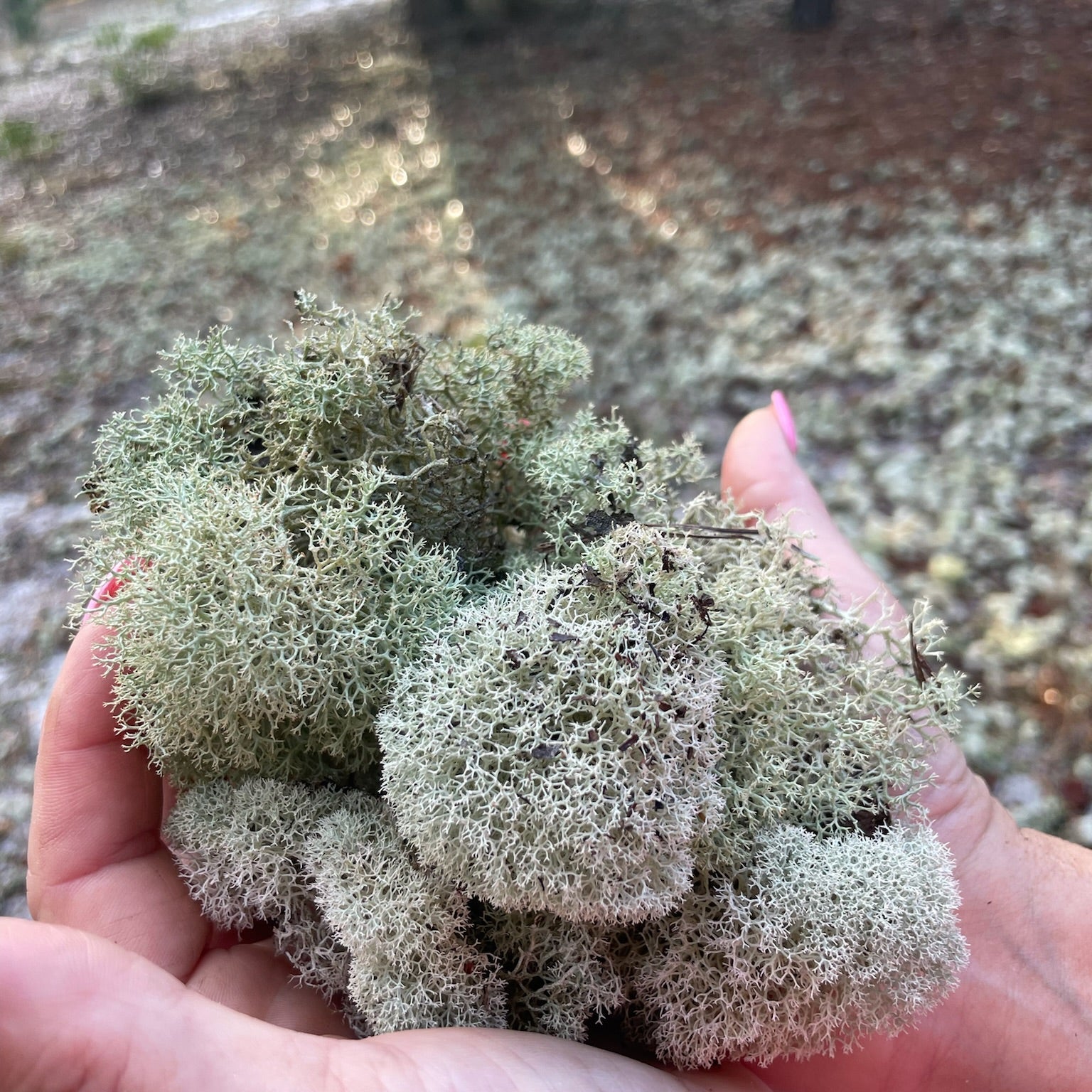 Hand holding a cluster of greenish-brown lichen in a natural outdoor setting.