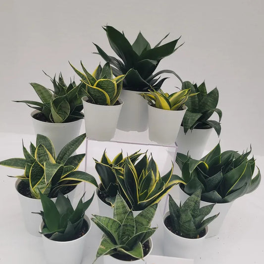 Sansevieria Star Power Collection