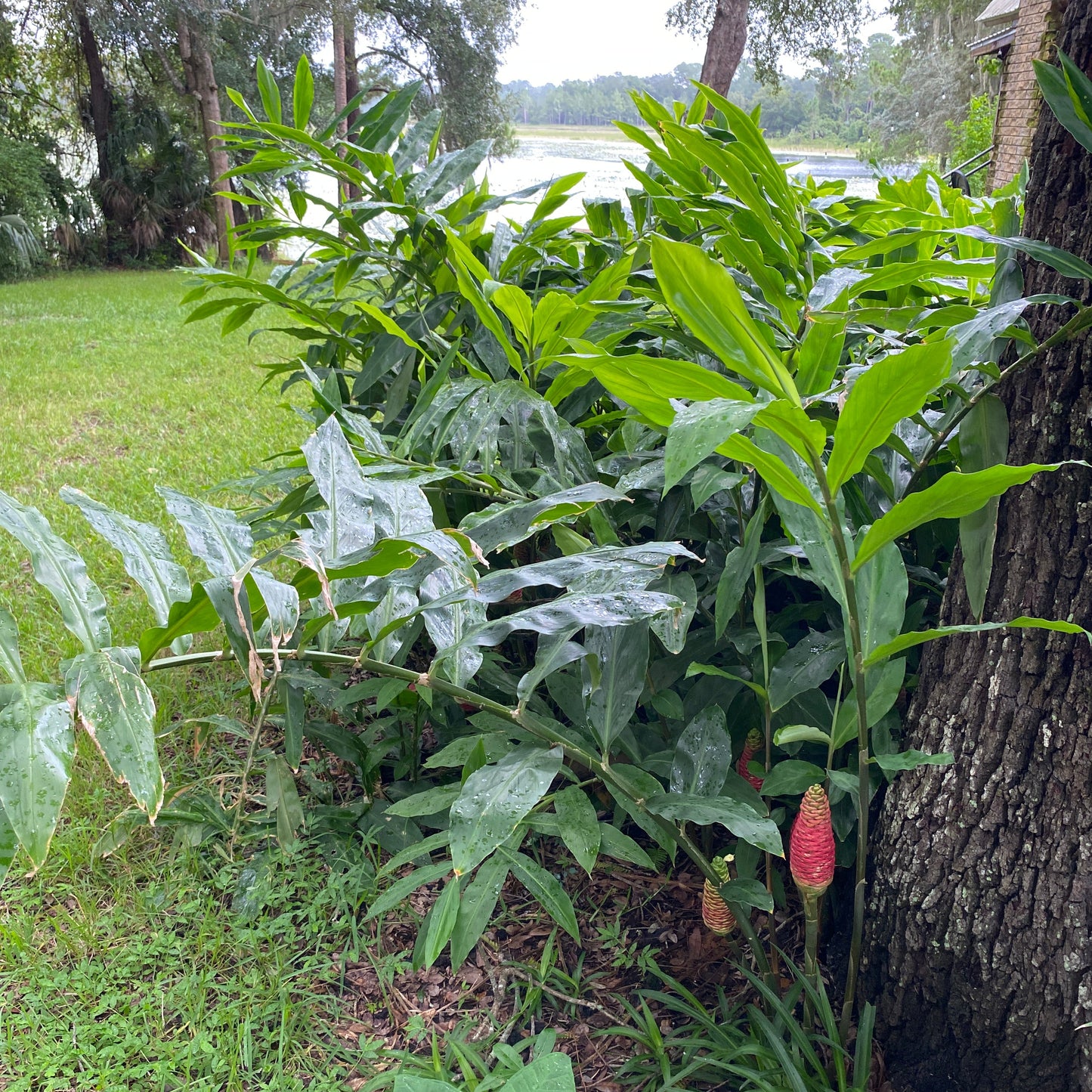 Awapui rhizomes, shampoo ginger, plant, zingiber zerumbet, tropical plant, pinecone ginger, Awapuhi kuahiwi, Bitter ginger, wild ginger, amomum zerumbet, hong qui jiang, pine cone plant, natural shampoo