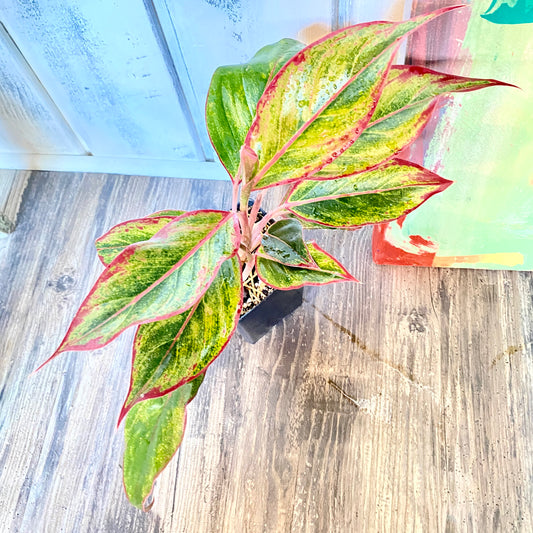 Variegated leaf plant on a wooden floor with a colorful object in the background