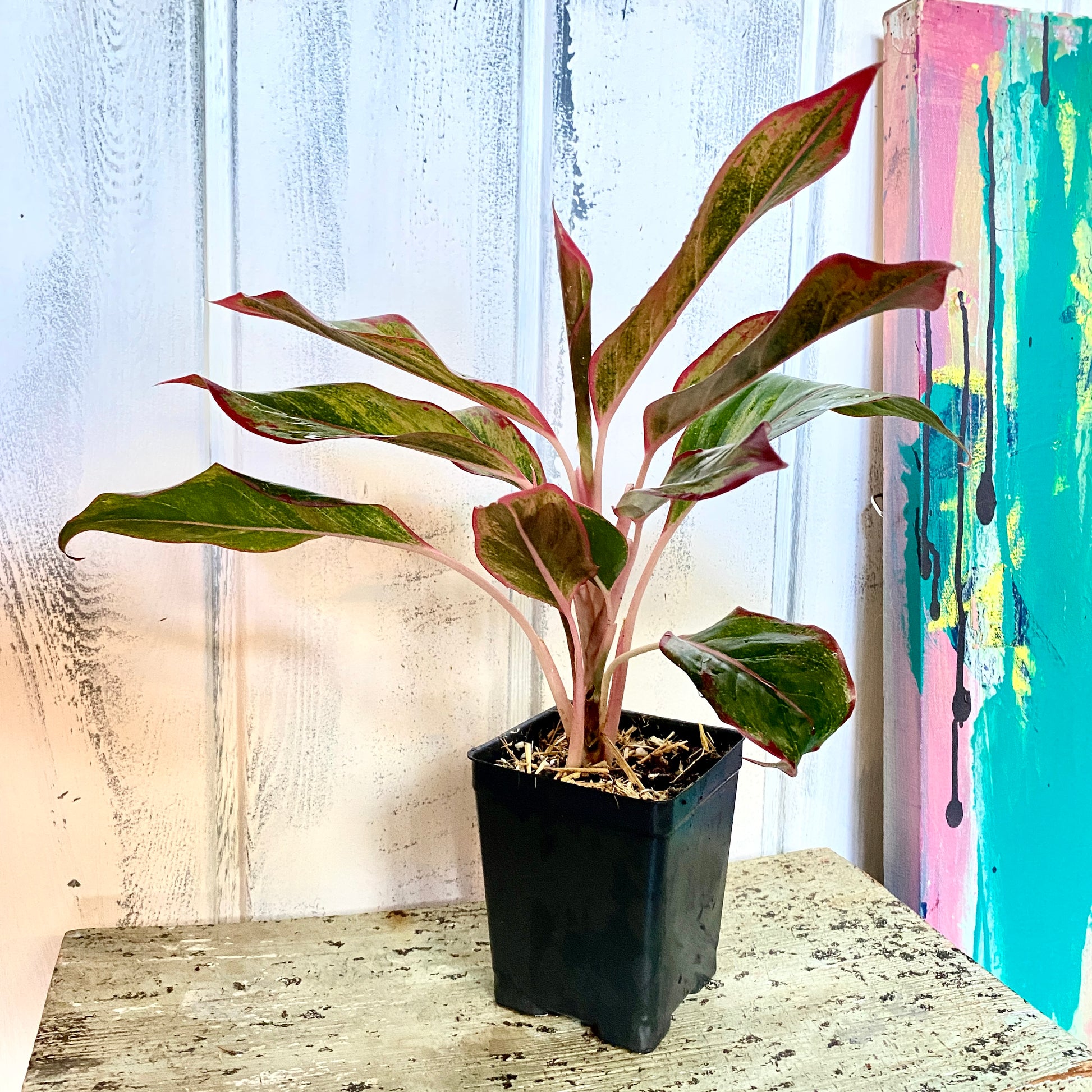 Tropical, exotic potted house plant  with red stripes