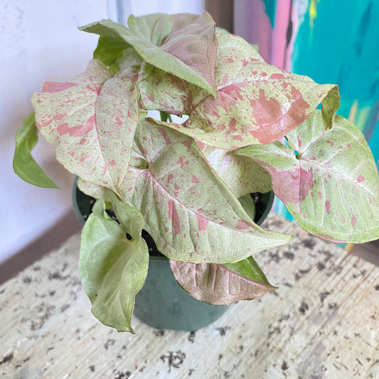 Potted plant with pink and green leaves on a textured surface