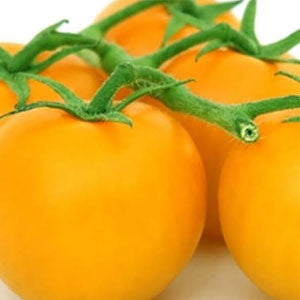 TOMATO Seeds, Yellow Plum