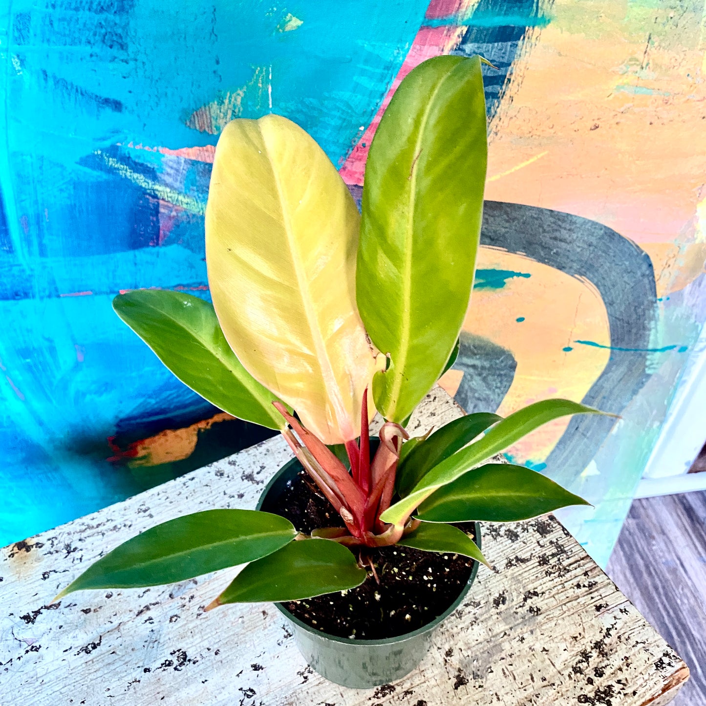 Philodendron Upright Prince of Oarnge
