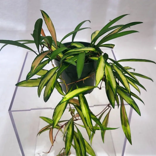 Hoya Wayetii