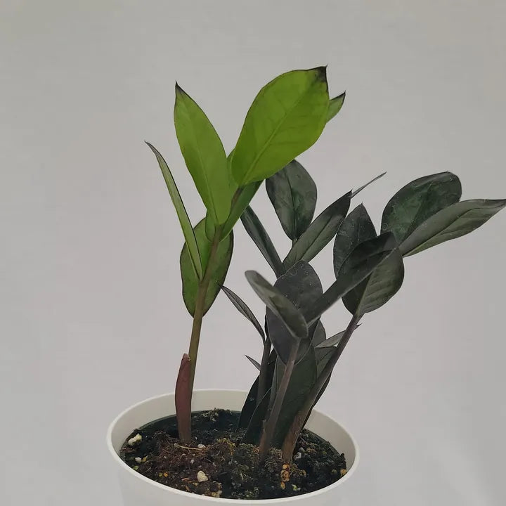 Zamioculcas Zamiifolia