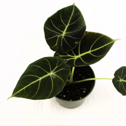 Alocasia Black Velvet