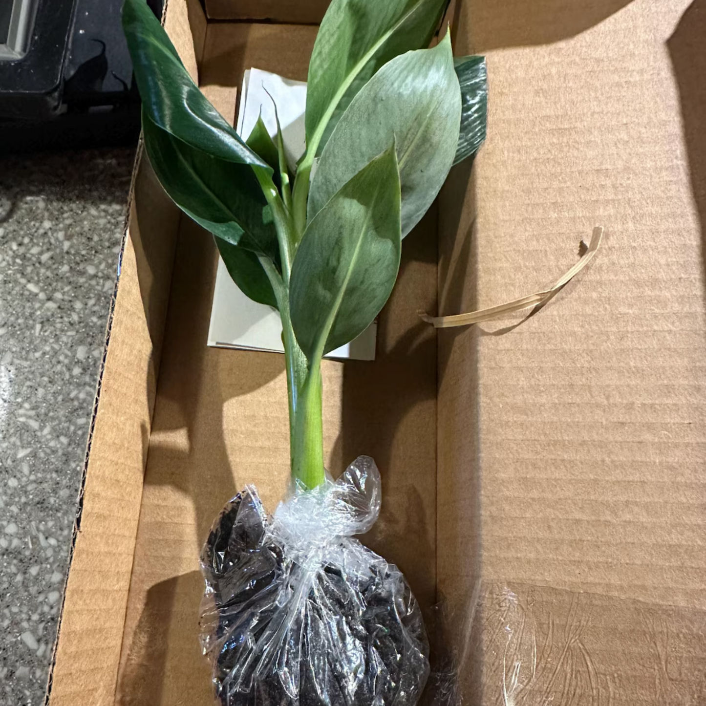 Musa Dwarf Cavendish Banana Tree