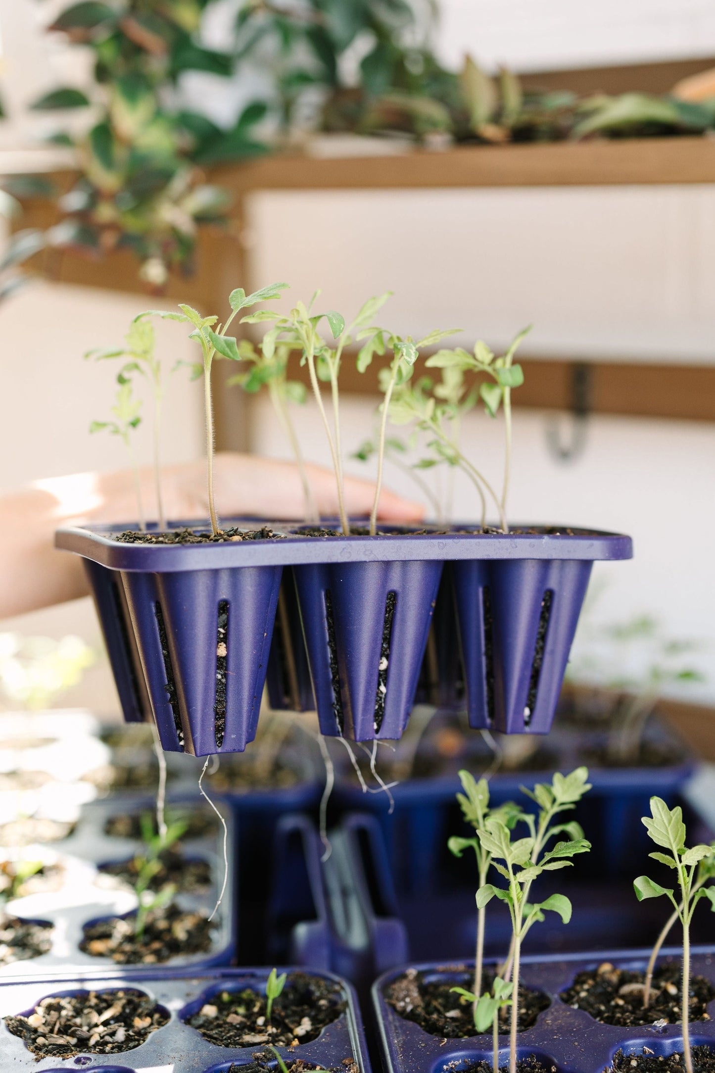 GreenStalk Garden Seed Starter Kit with Domes