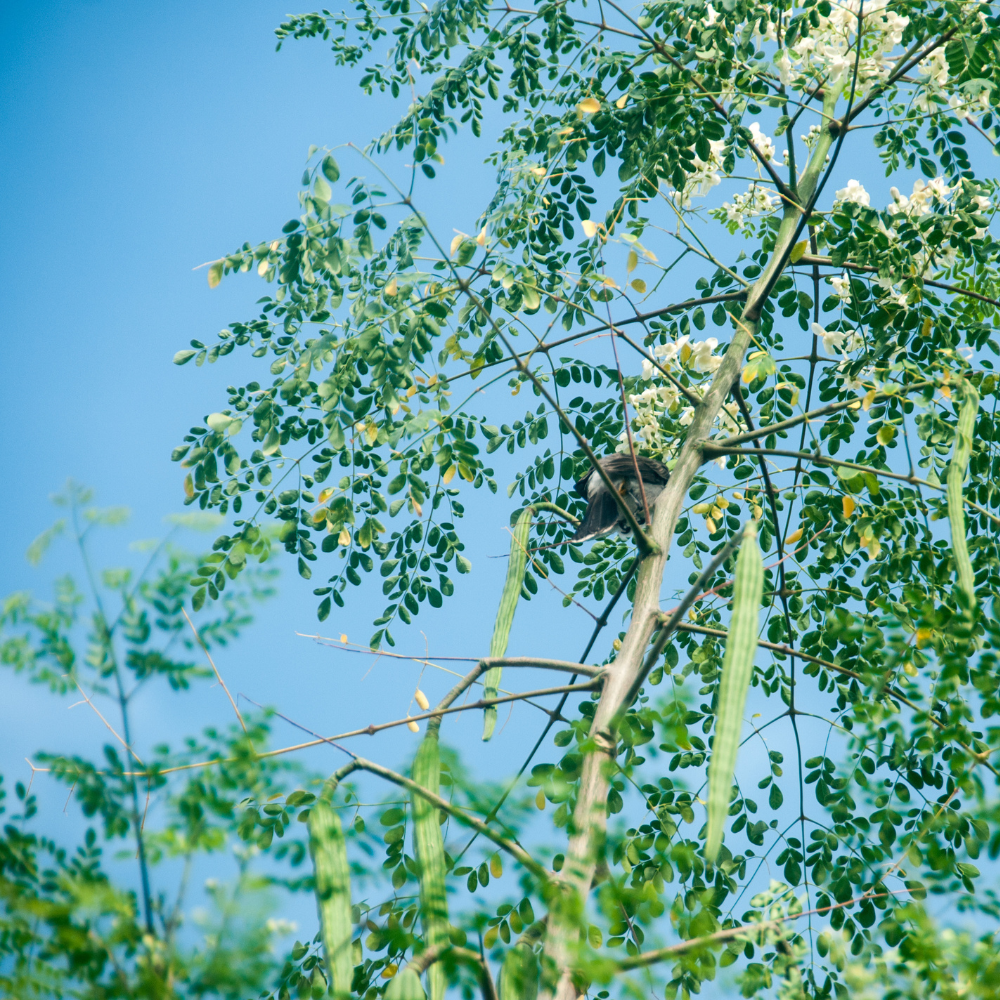 How to grow Moringa
