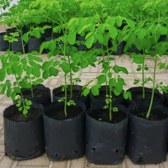 Moringa-plants