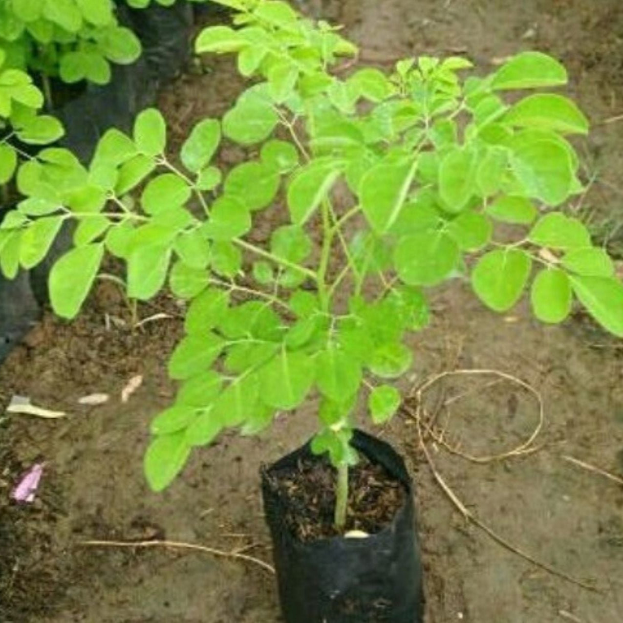 Starter Moringa Tree