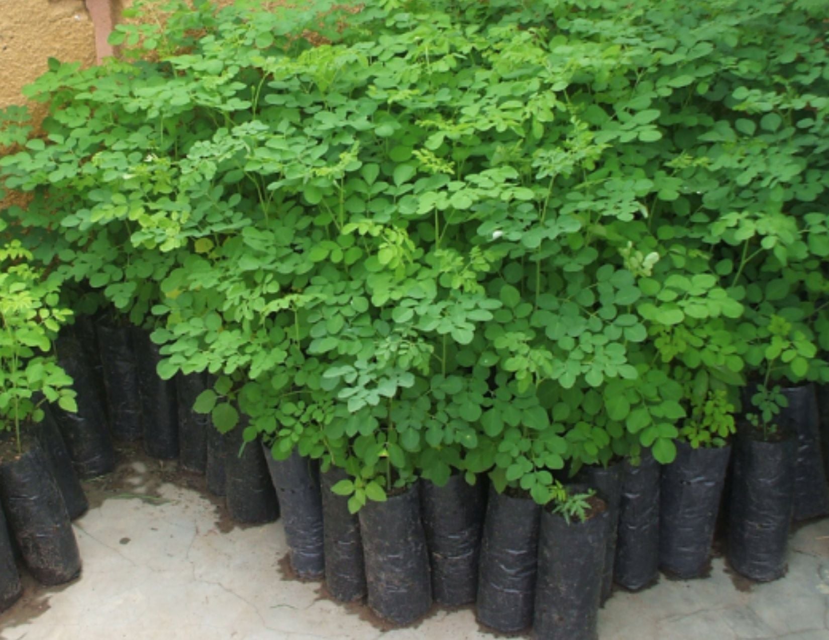 Moringa trees near me