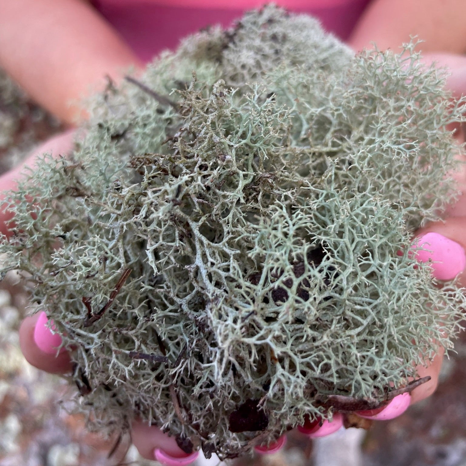 Person holding a clump of lichen with pink nail polish