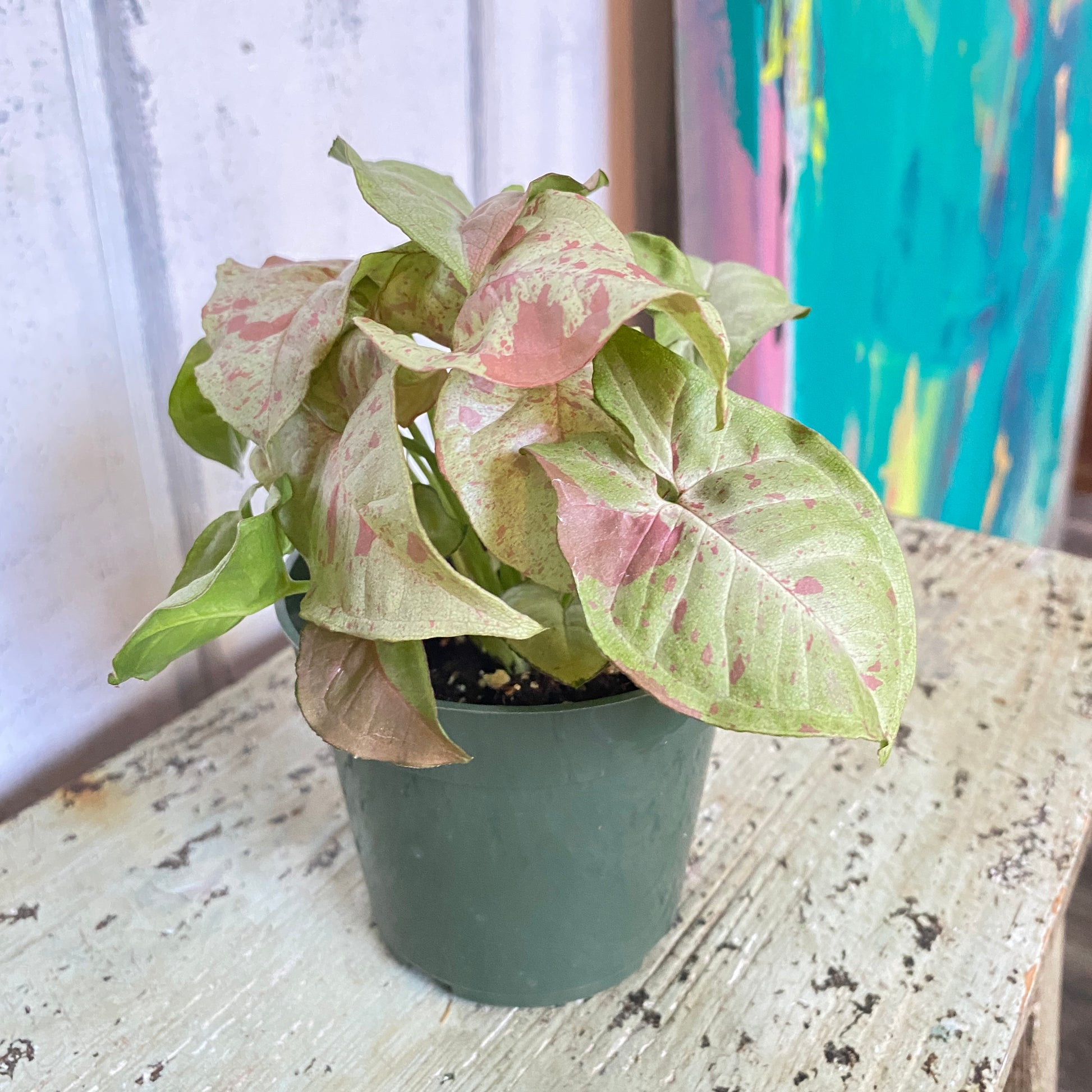 Potted plant with pink and green leaves on a wooden surface