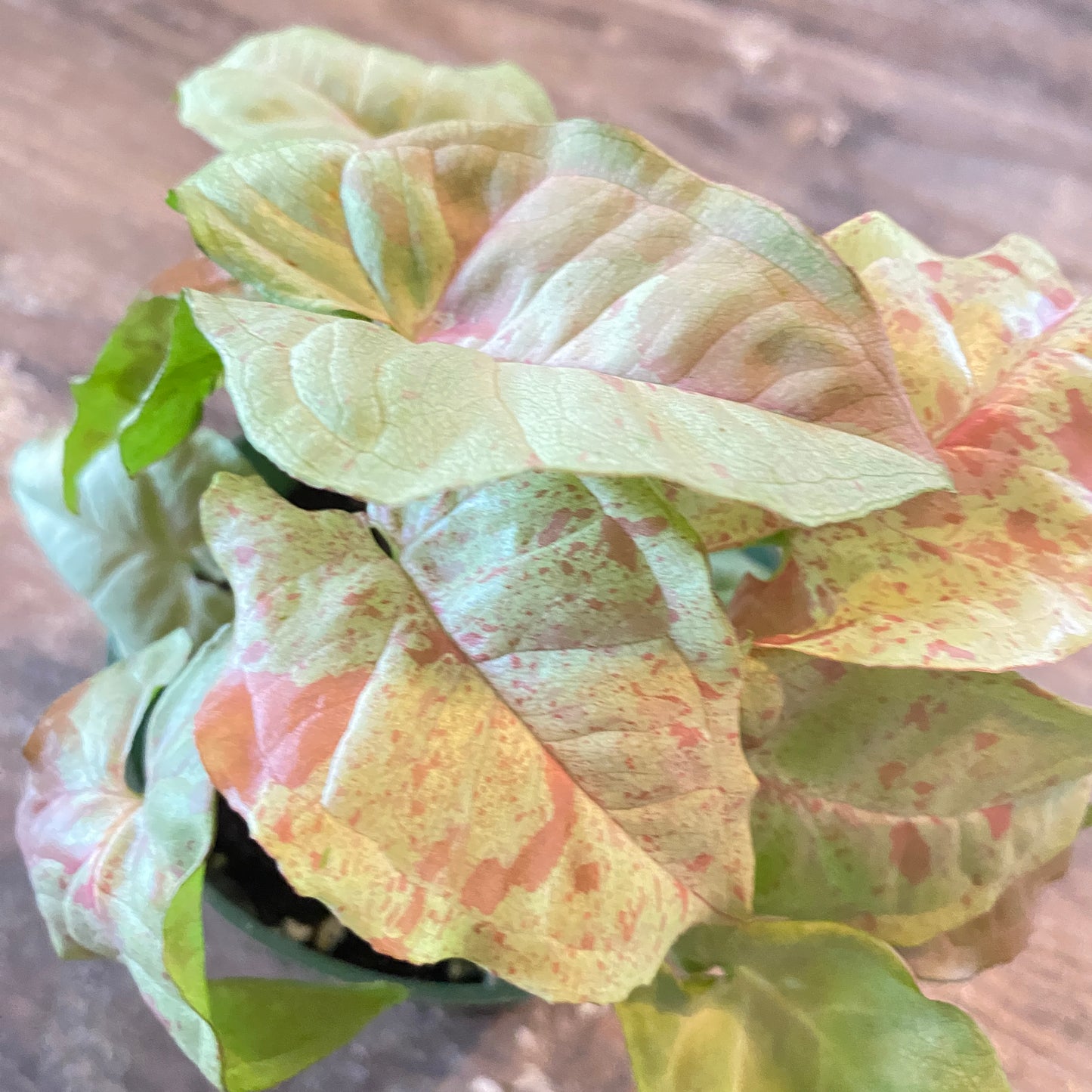 Close-up of a potted plant with pink leaves on a wooden surface