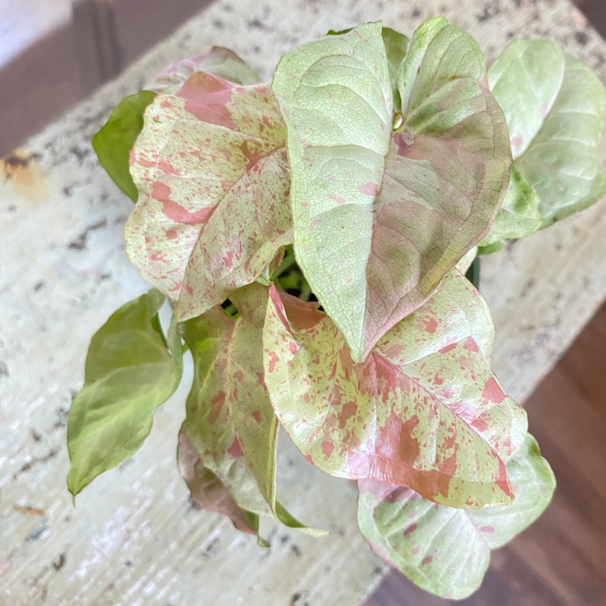 Variegated green and pink leaves on a marble surface