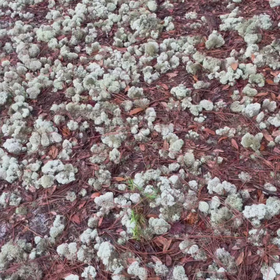 Reindeer Lichen Moss