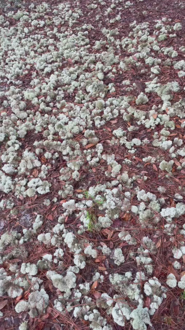 Reindeer Lichen Moss