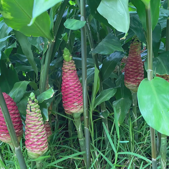 pinecone ginger plant 
