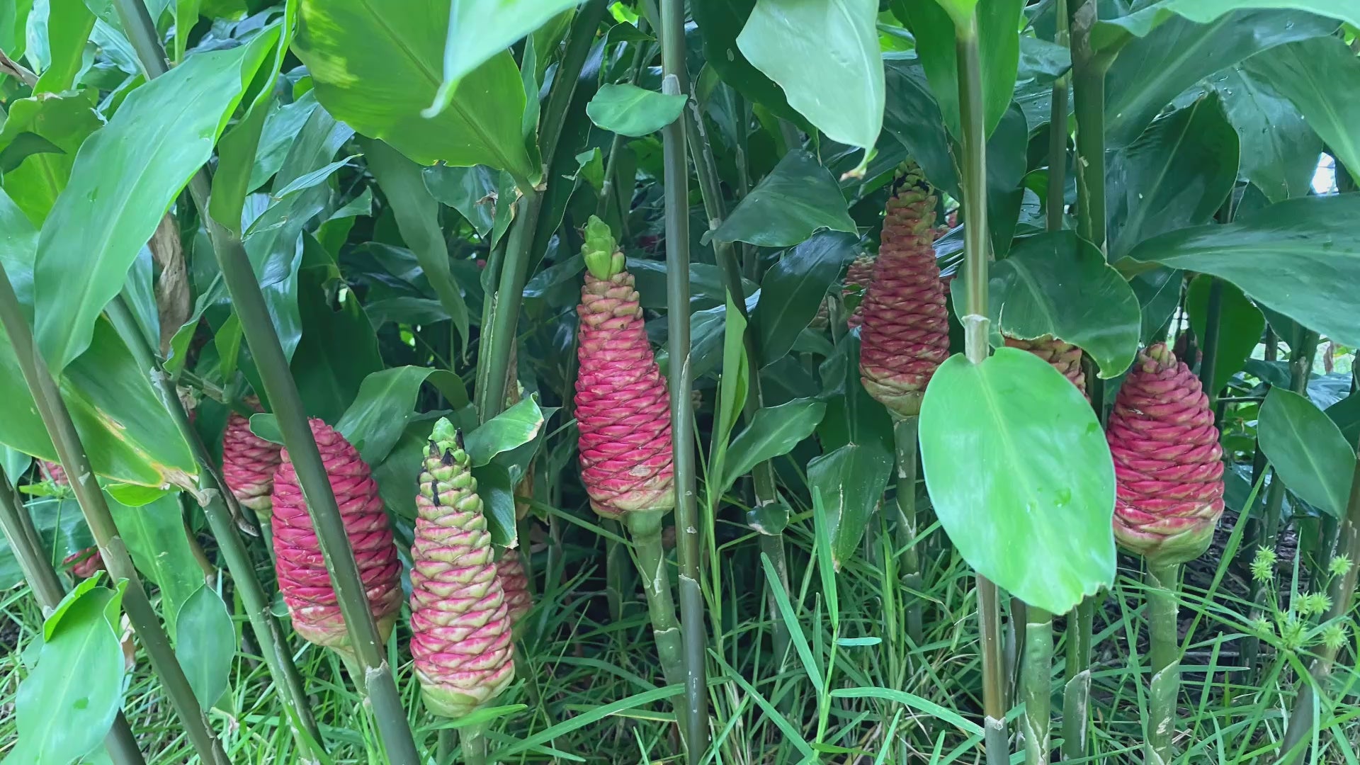 pinecone ginger plant 