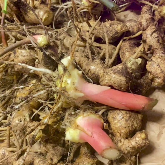 Shampoo ginger rhizomes 
