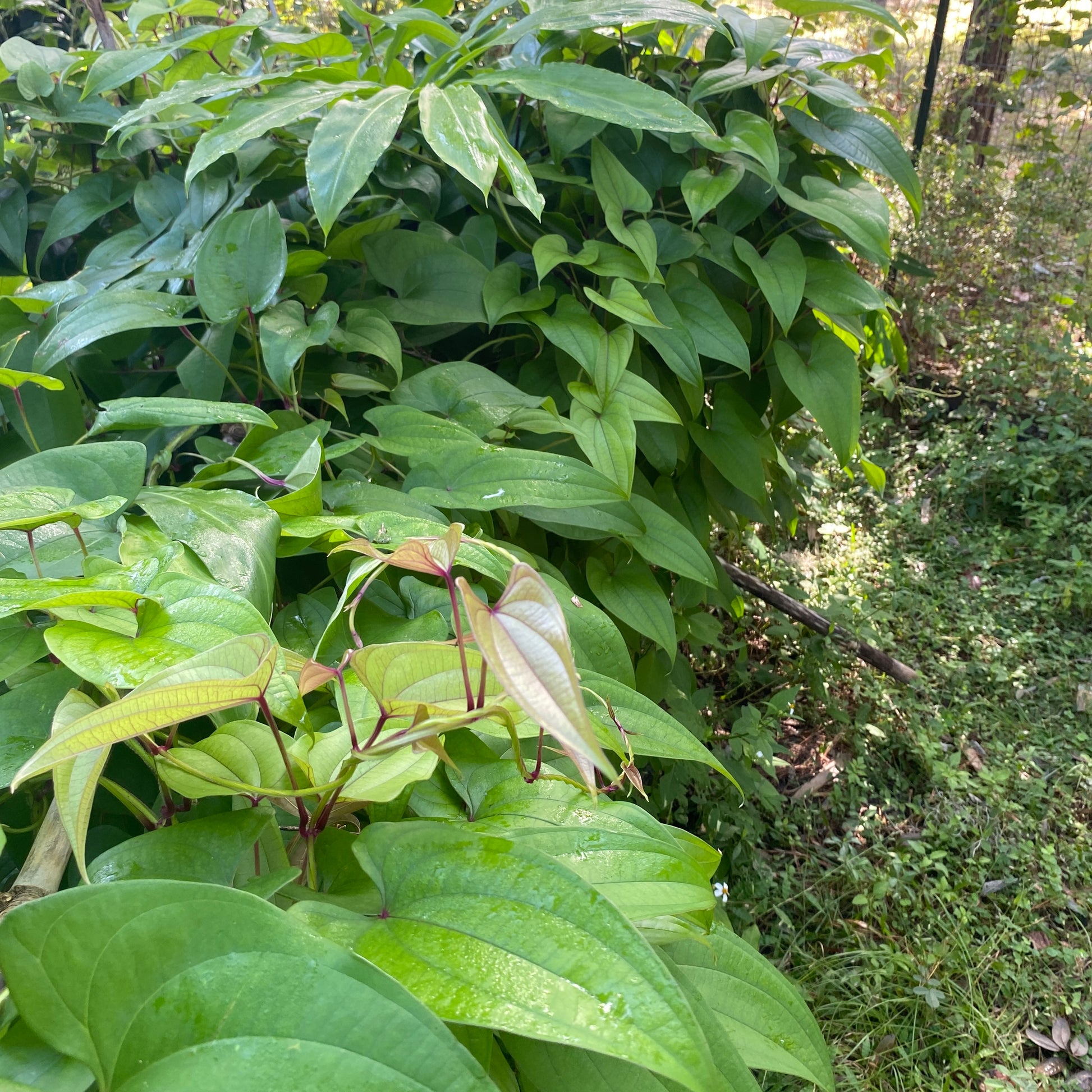 ube plant seeds Ube Purple Yam Plant and Tubers -Dioscorea Alata, Winged Yam – Sunkissed Garden