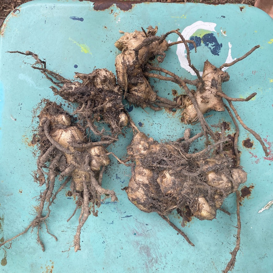 ginger rhizomes