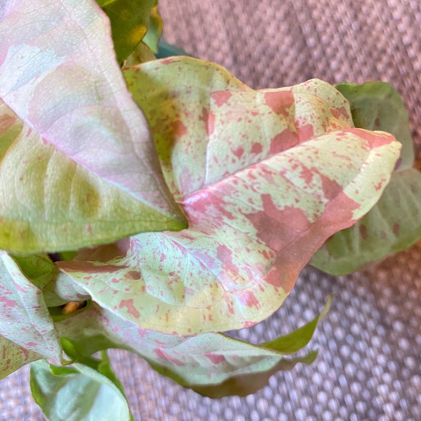 Close-up of a plant with pink and green leaves on a textured surface.