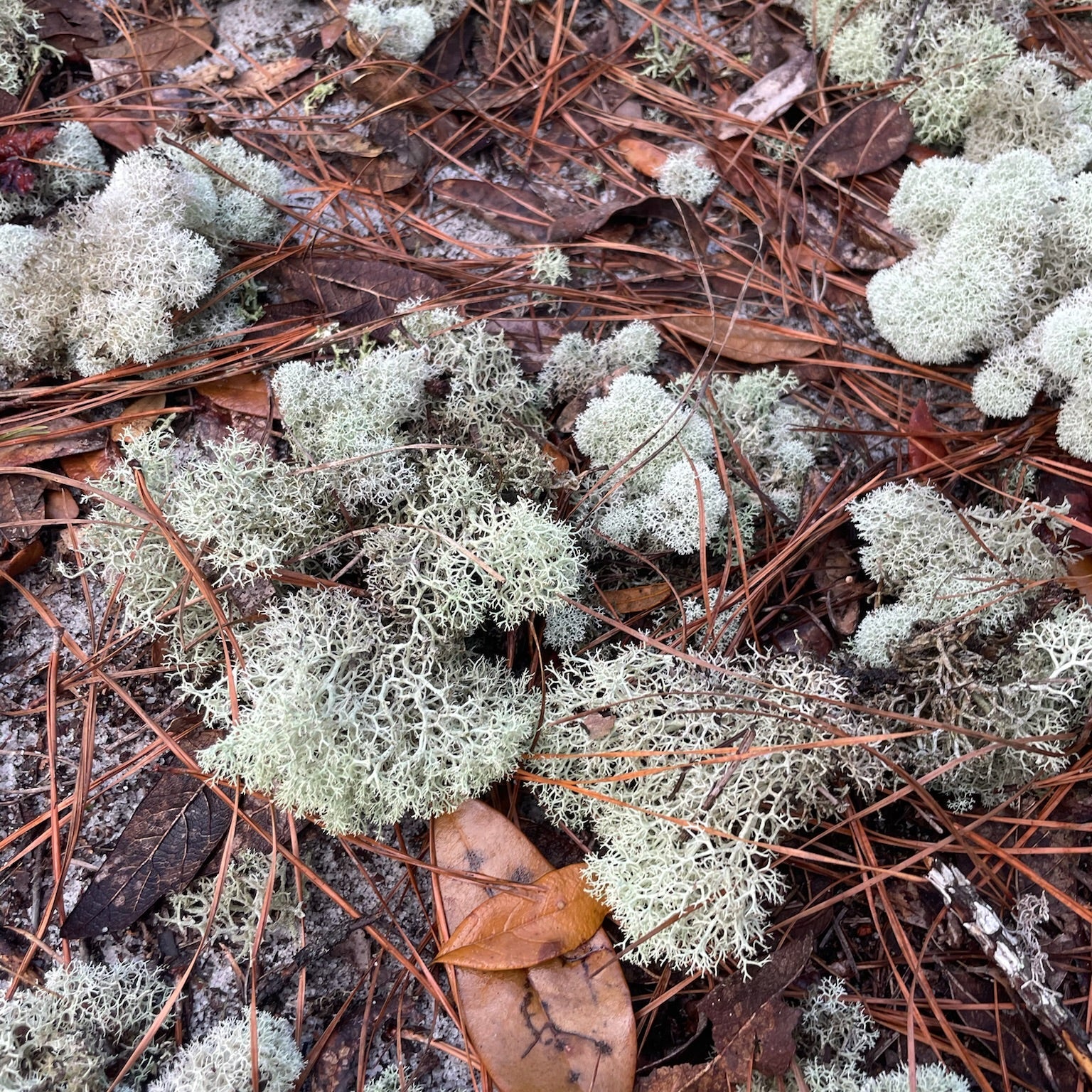 Lichen on the ground with pine needles and leaves